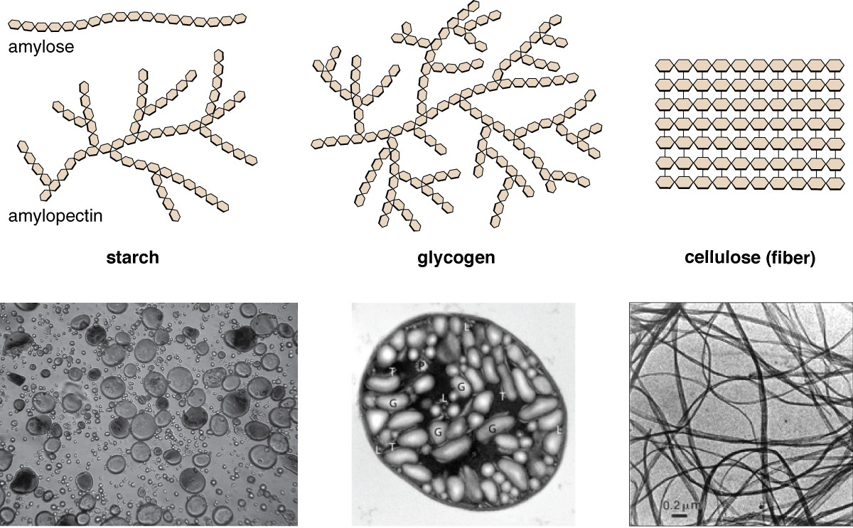 illustrations and photos of starch, glycogen and cellulose(fiber)