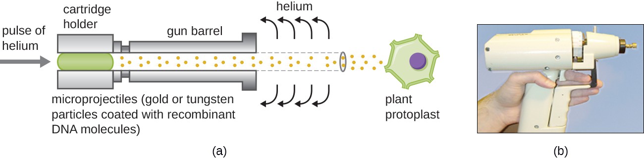 metal particles with recombinant DNA inside a gene gun
