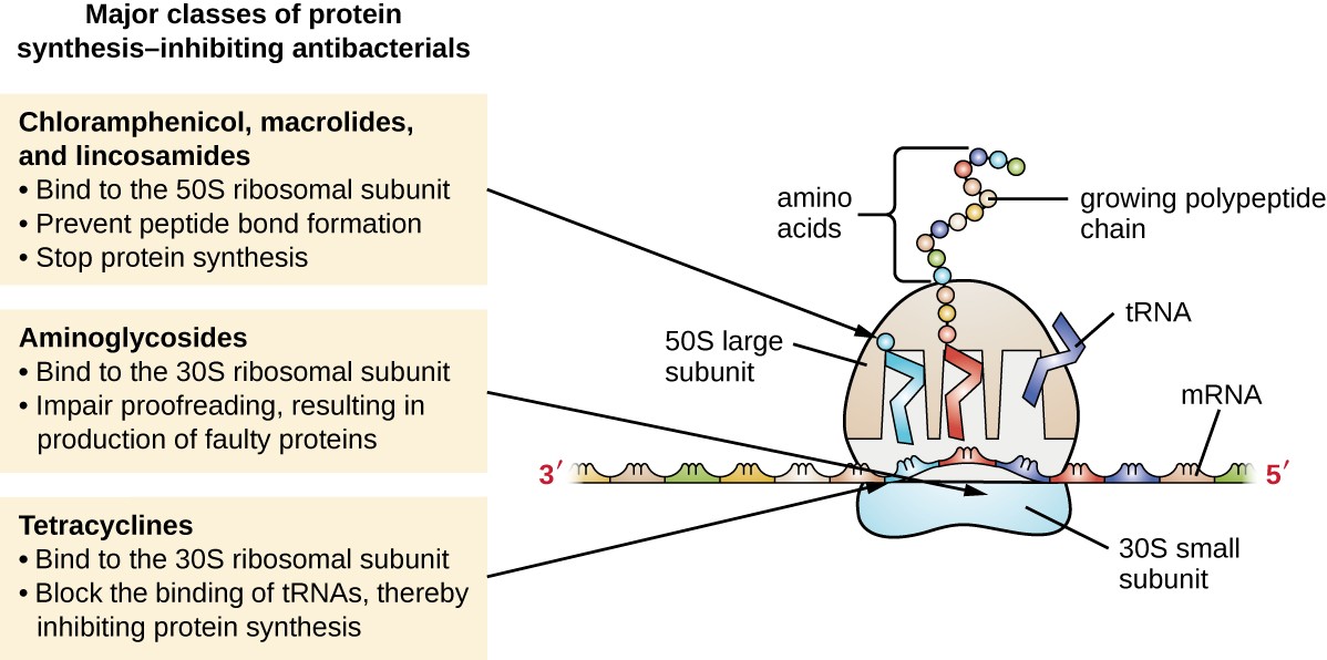 major classes of protein synthesis