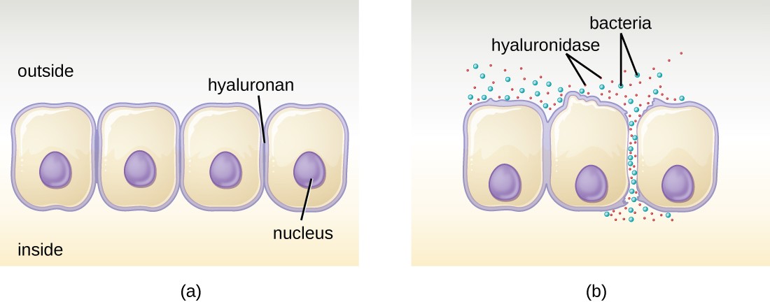 diagram of epithelial cells
