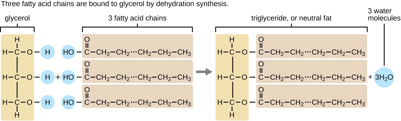 3 fatty acid chains are bound to glycerol by dehydration systhesis