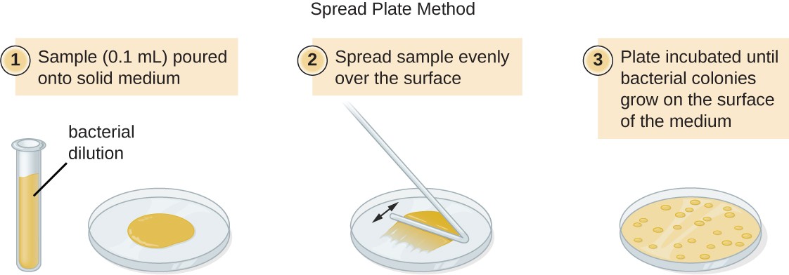 spread plate method