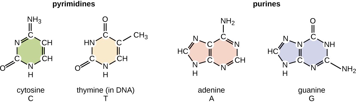 chemical structures of pyrimidines cytosine and thymine and purines adenine and guanine