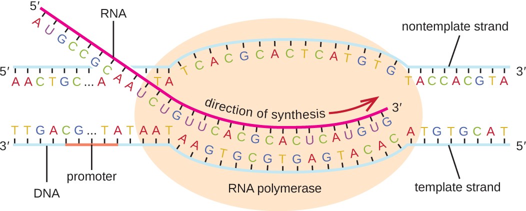 DNA elongation