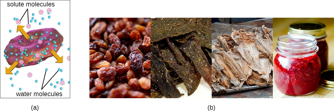 a) A drawing showing water leaving the cell and the cell shriveling. B) photos of raisins, beef jerky, salted fish, and jam.