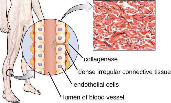 illustration of lengthwise cross section of blood vessel