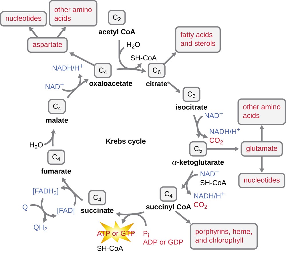 Krebs cycle with labeled intermediates