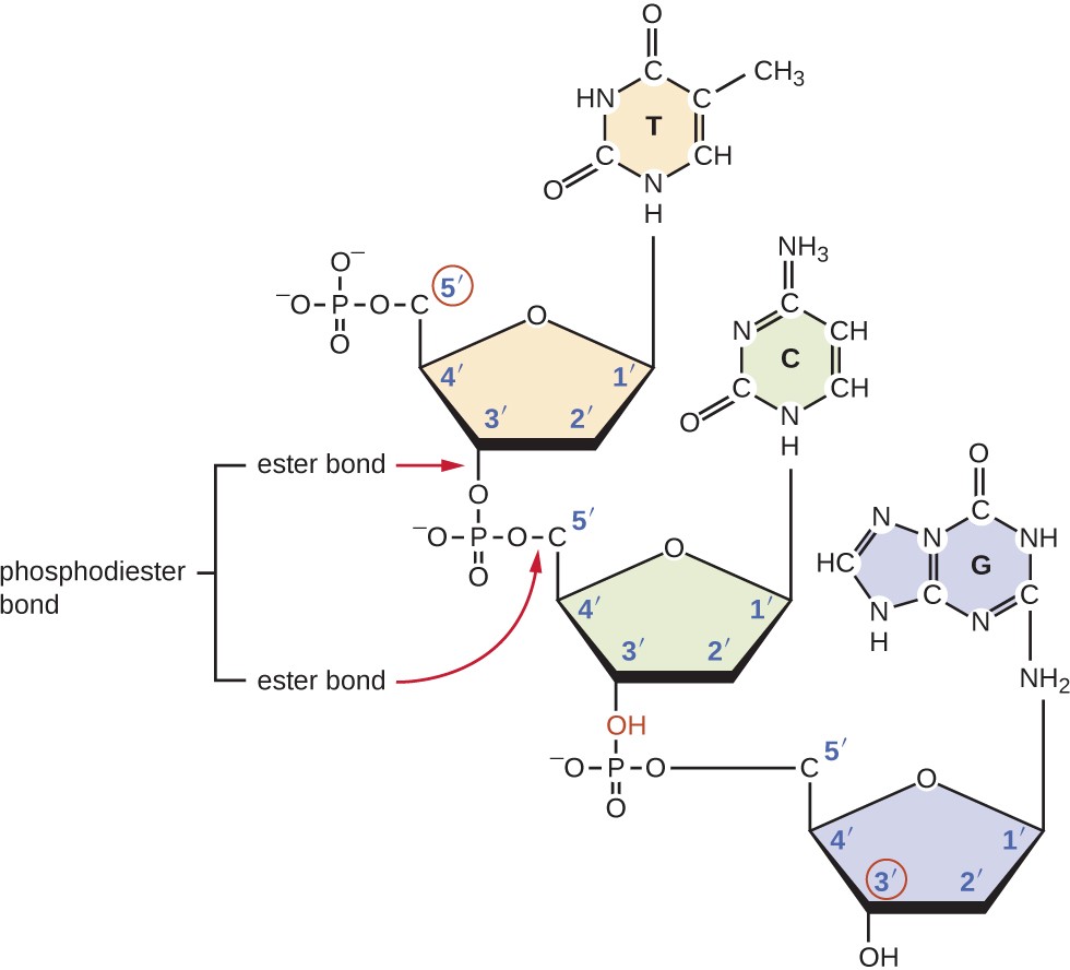 chemical structures of phosphodiester bonds