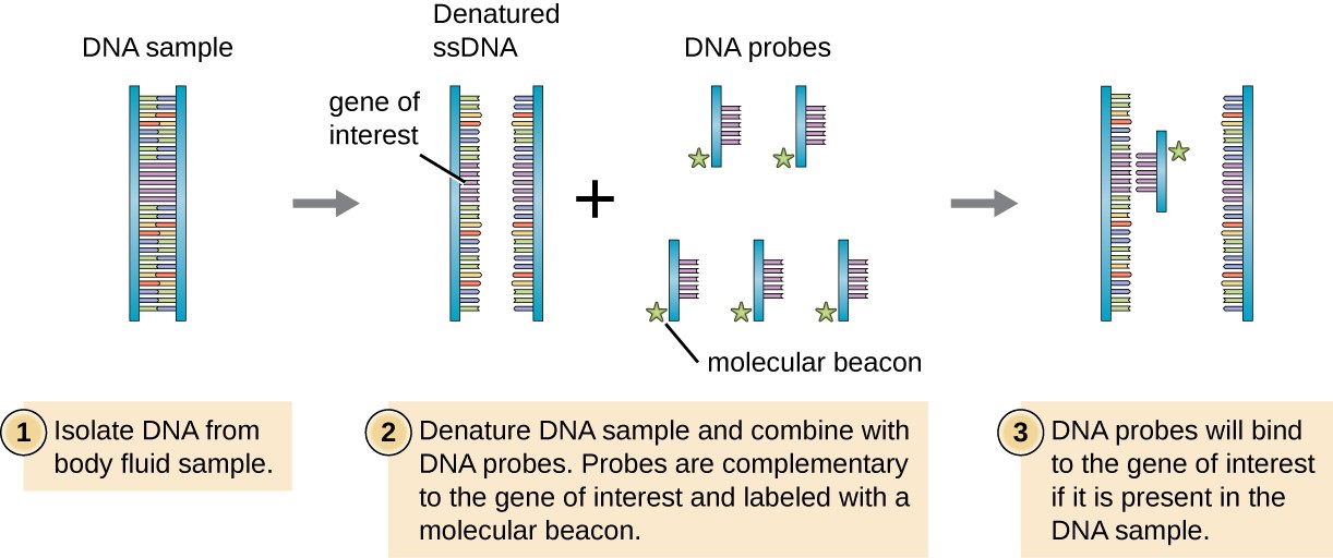DNA probe