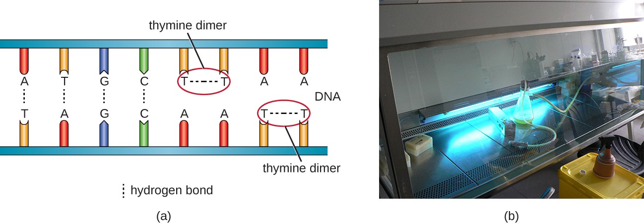 (a) UV radiation causes the formation of thymine dimers in DNA, (b) Germicidal lamps that emit UV light