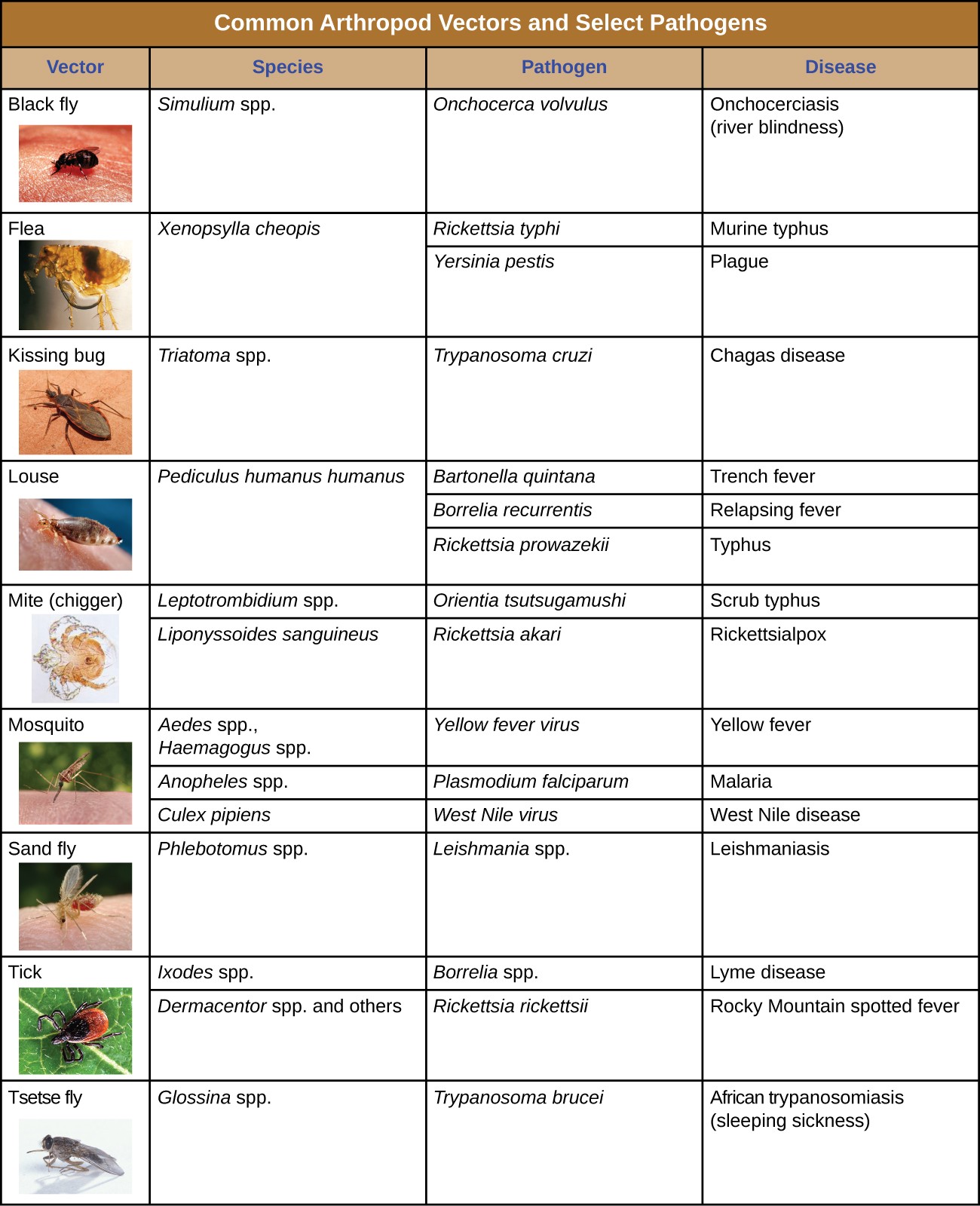 Table titled common arthropod vectors and selected pathogens