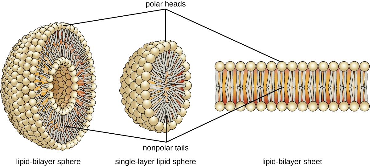 lipid-blayer sphere, single-layer lipid sphere, lipid-bilayer sheet with polar heads and non-polar tails labeled