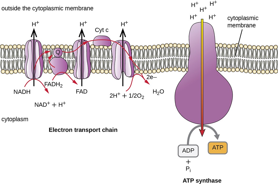 The bacterial electron transport chain