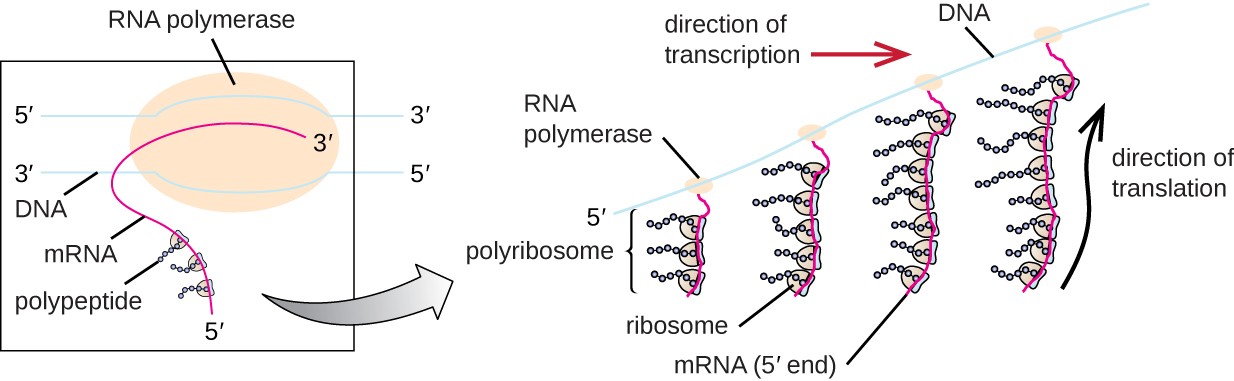 a double strand of DNA with RNA polymerase and a newly forming RNA strand
