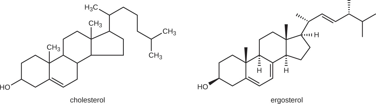 Cholesterol and ergosterol both have 4 fused carbon rings with a chain of carbons off the top ring. The differences are the placements of a few double bonds.