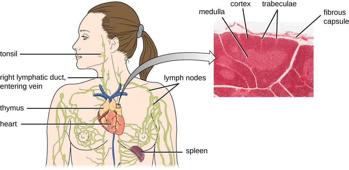 A drawing of the thymus; the spleen; the right lymphatic duct; lymph nodes and a tonsil in the cheek.