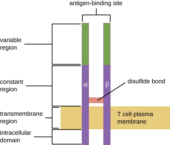 Drawing of a two bars spanning the T cell plasma membrane