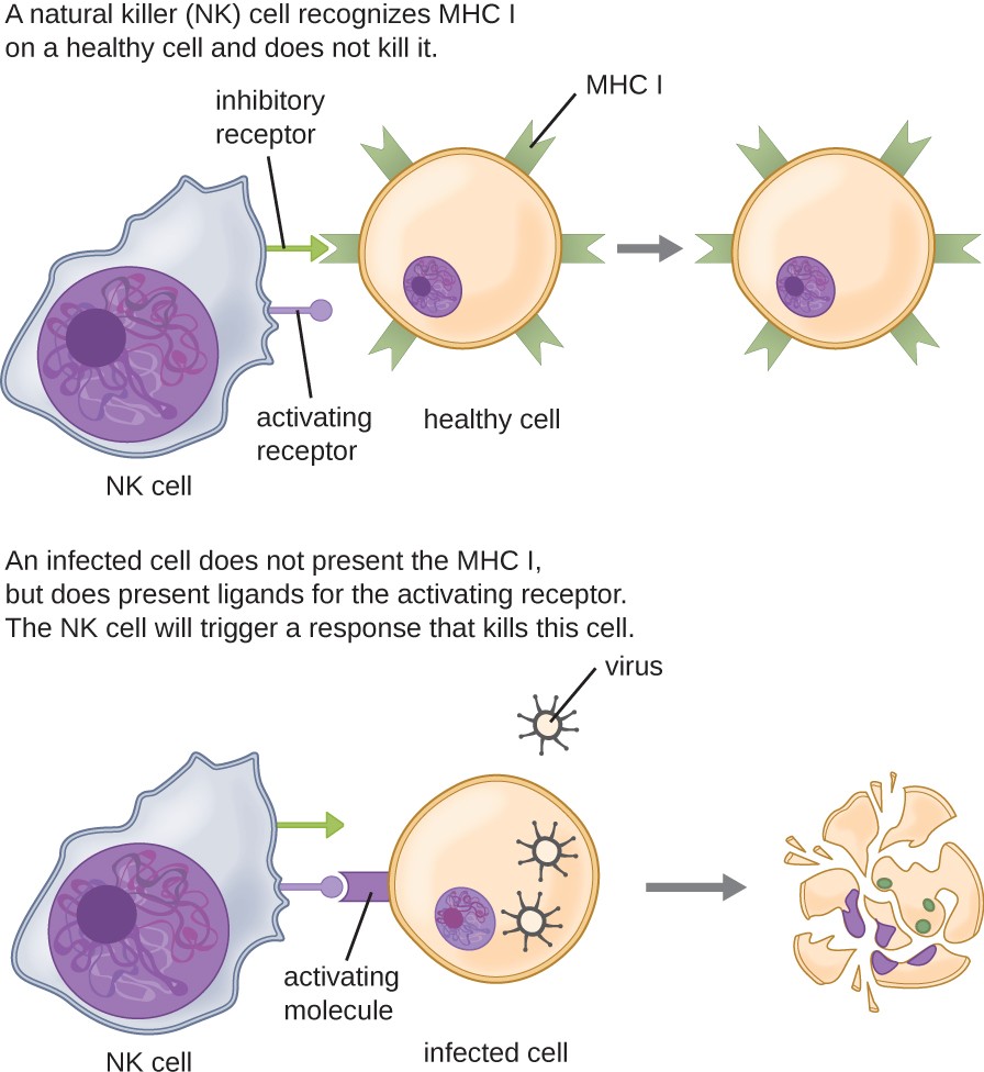 An illustration. NK cells have both inhibitory and activating receptors