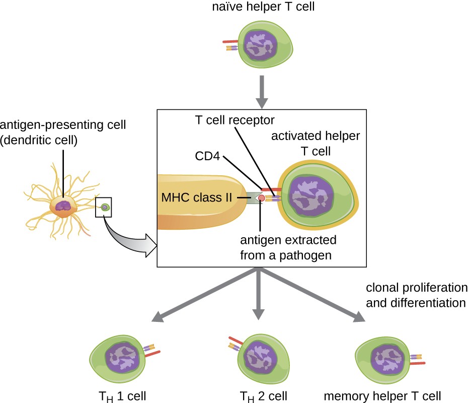 A native helper T cells binds to an antigen