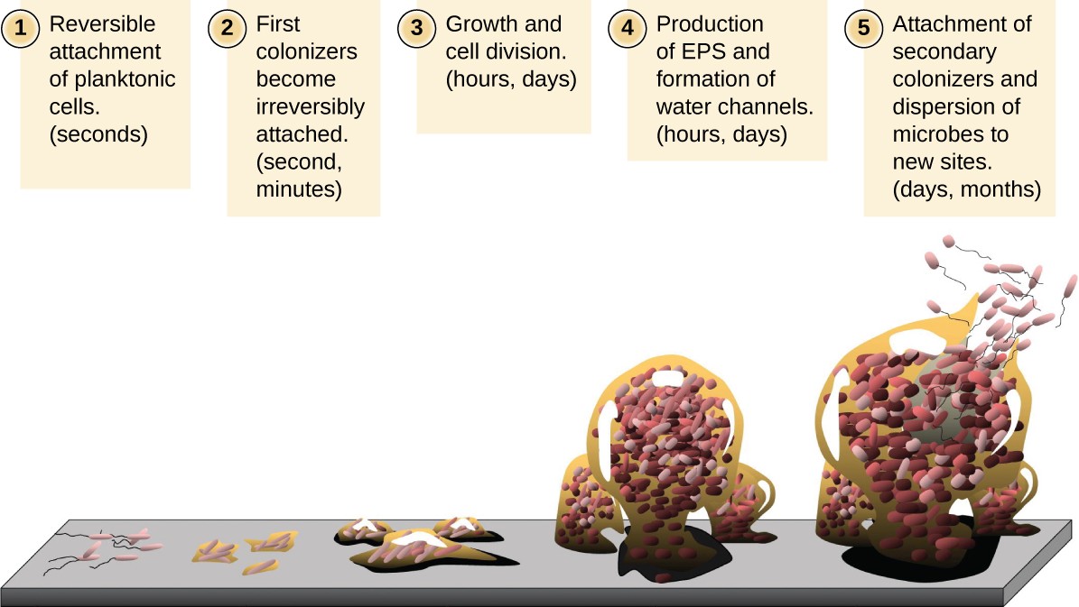 illustration of the 5 stages of the life of biofilm