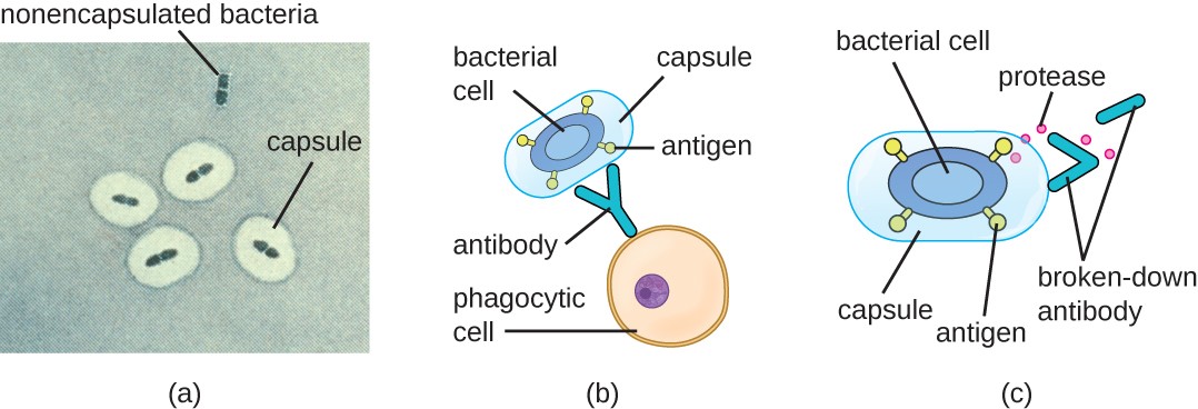 a) a micrograph. B). Illustration of Antibodies on phagocytic cells