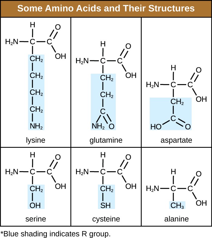 Some amino acids and their structures: lysine, glutamine, aspartate, serine, cysteine and alanine.