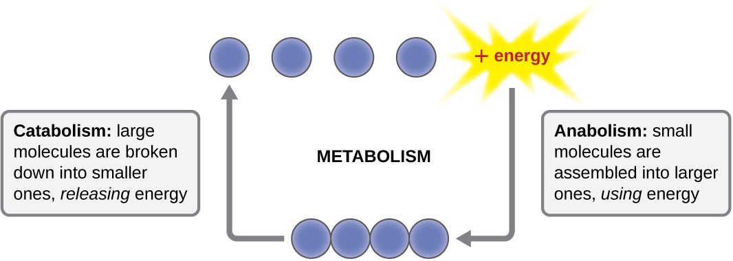 flow chart of metabolism