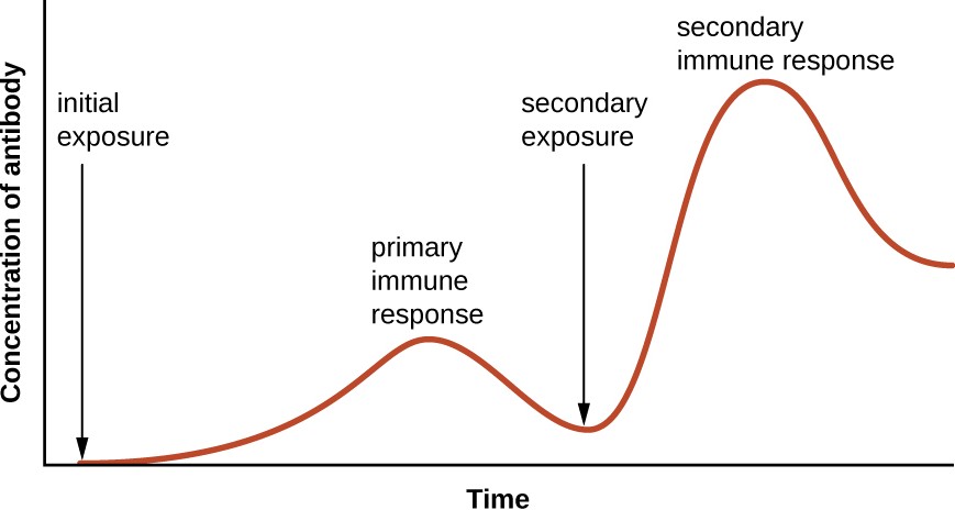 A graph with time on the X axis and concentration of antibody on the Y axis