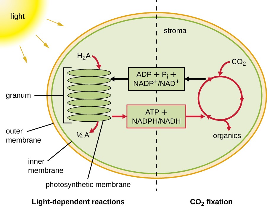 illustration of sunlight changing to CO2 inside a cell