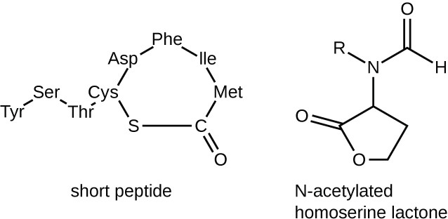 chemical structure of a short peptide and N acetylated homoserine lactone