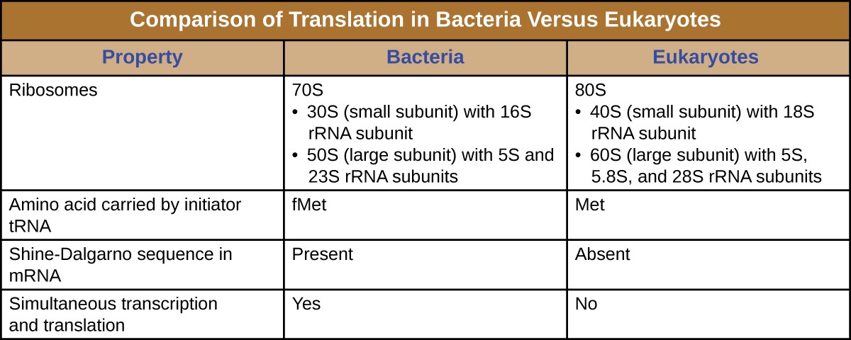 ]Comparison of Translation in Bacteria Versus Eukaryotes