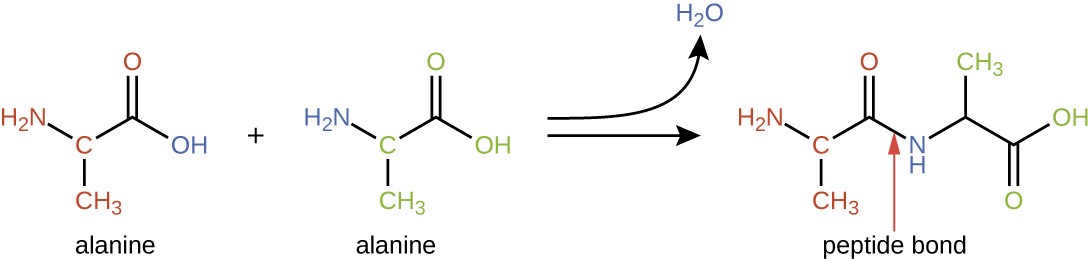 peptide bond formation