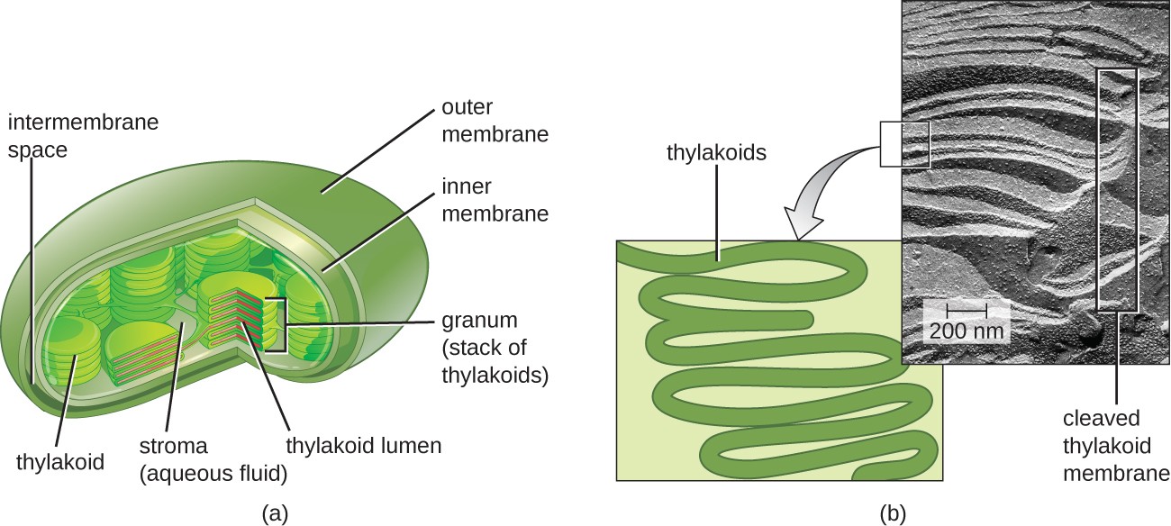 illustration of a cross section of a chloroplast with labeled parts. Also a photo of stacked thylakoids.