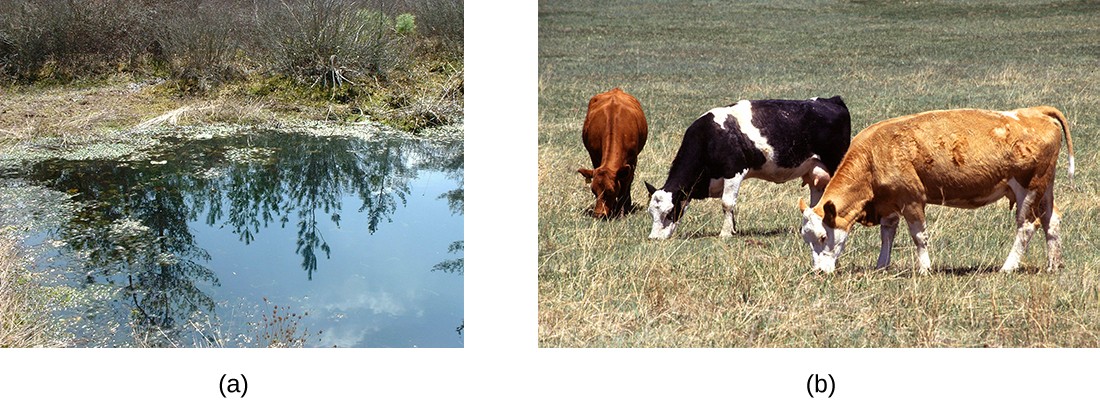2 photos: A. small pond on the left, B. 3 cows