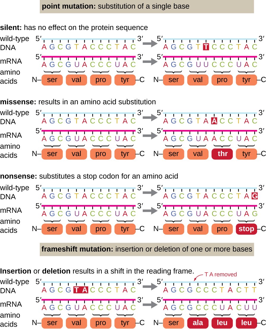 point mutation