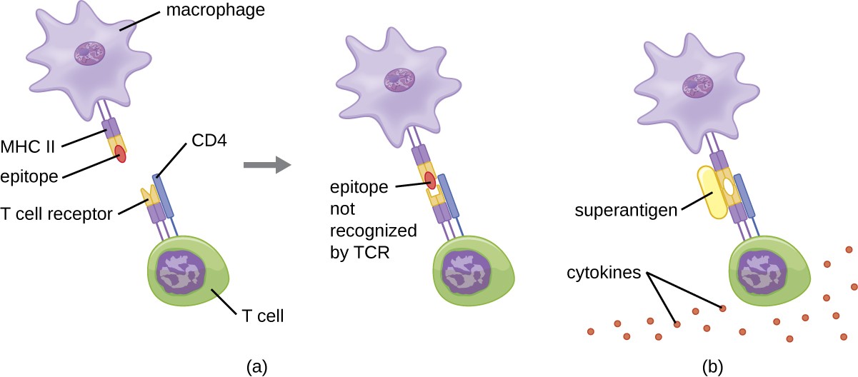 the T cell receptor