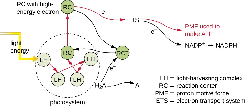 illustrated chart of a photosystem. Refer to caption.
