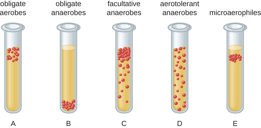 illustration: 5 test tubes: A. obligate aerobes, B. obligate anaerobes, C. facultative anaerobes, D. aerotolerant anaerobes, E. microaerophiles
