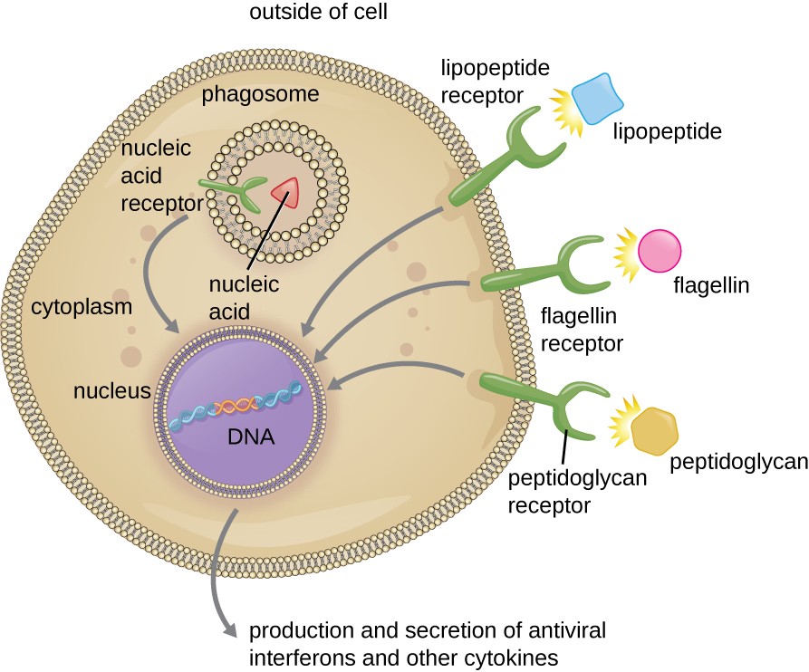 A cell with three receptors