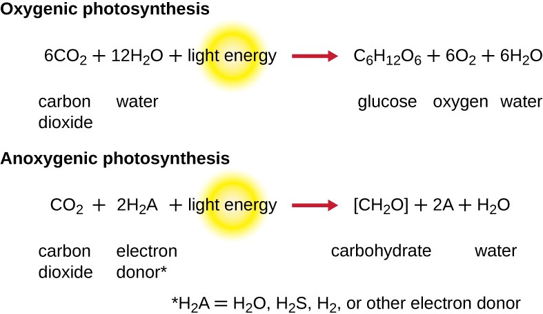 Formulae for oxygenic and anoxygenic photosynthesis