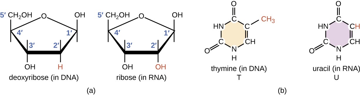chemical structure differences of DNA and RNA