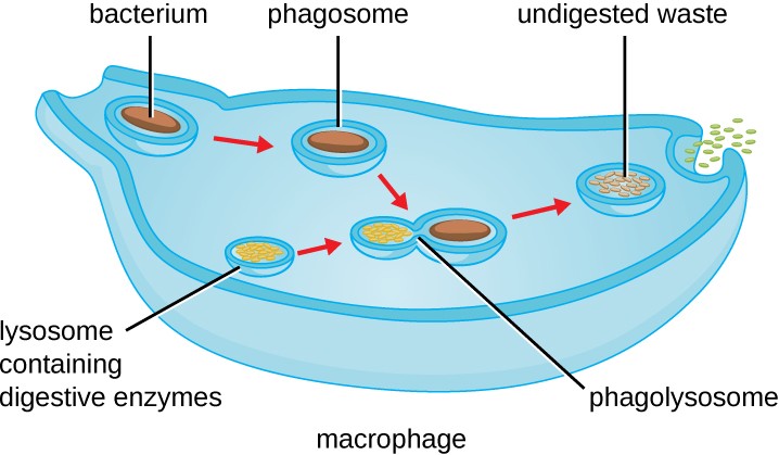 Pseudopods of the larger cell engulf a smaller cell labeled infectious bacterium