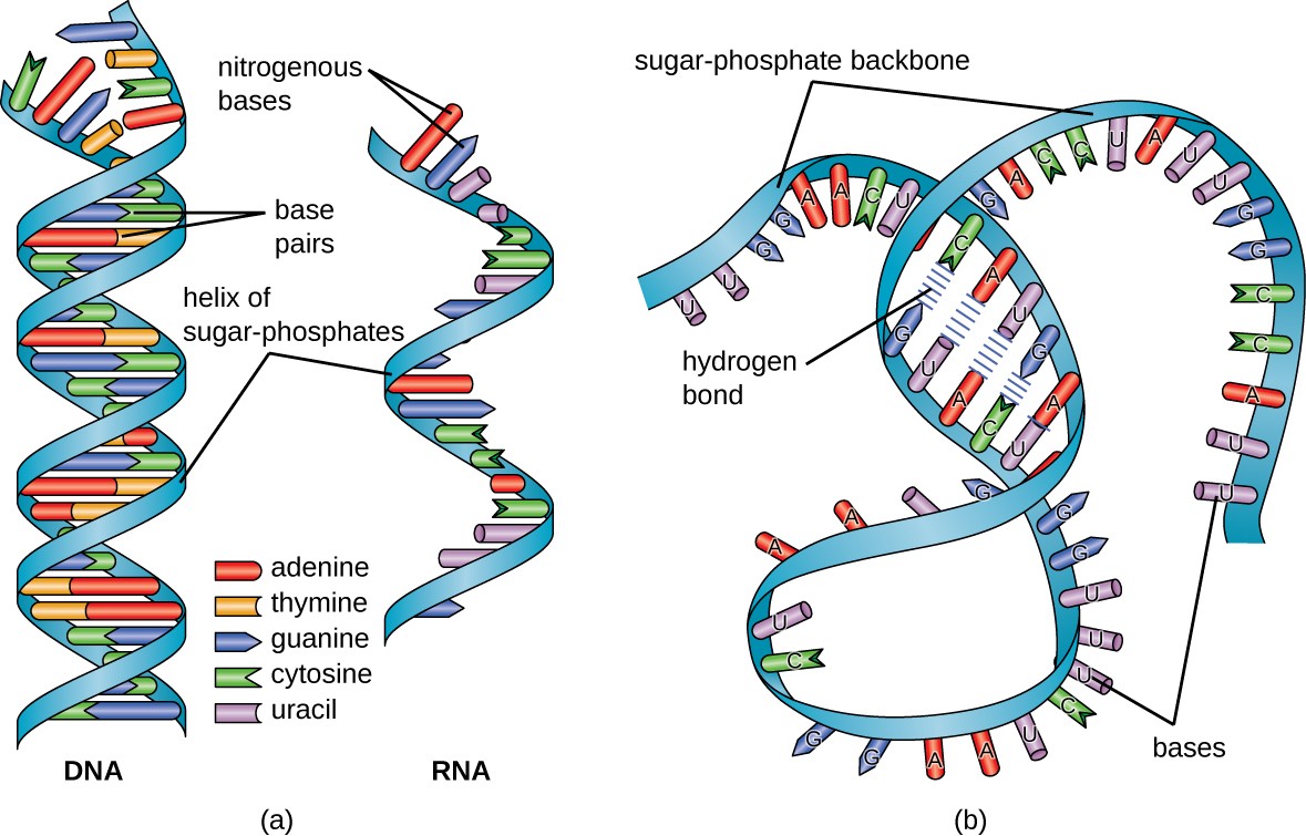 A) DNA helix campared to RNA. B) RNA folding