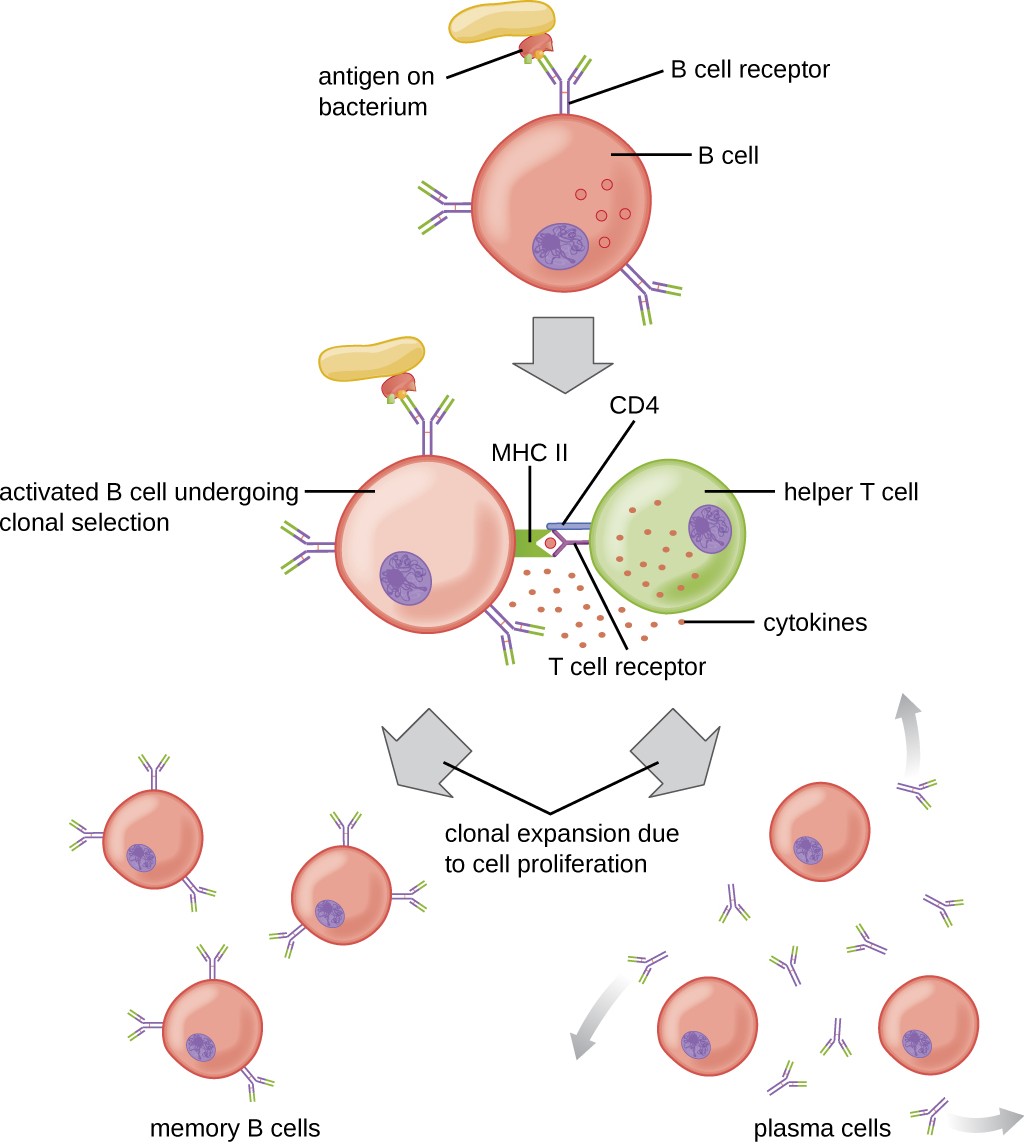 T cell-dependent activation of B cells