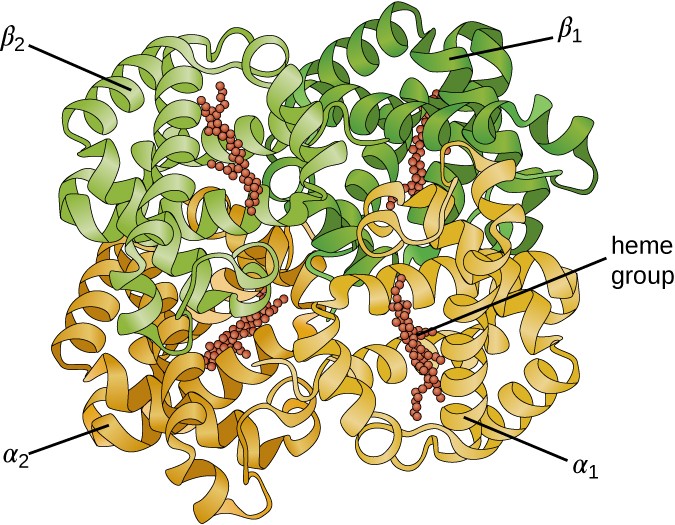 illustrations of primary, secondary, tertiary and quaternary protein structures