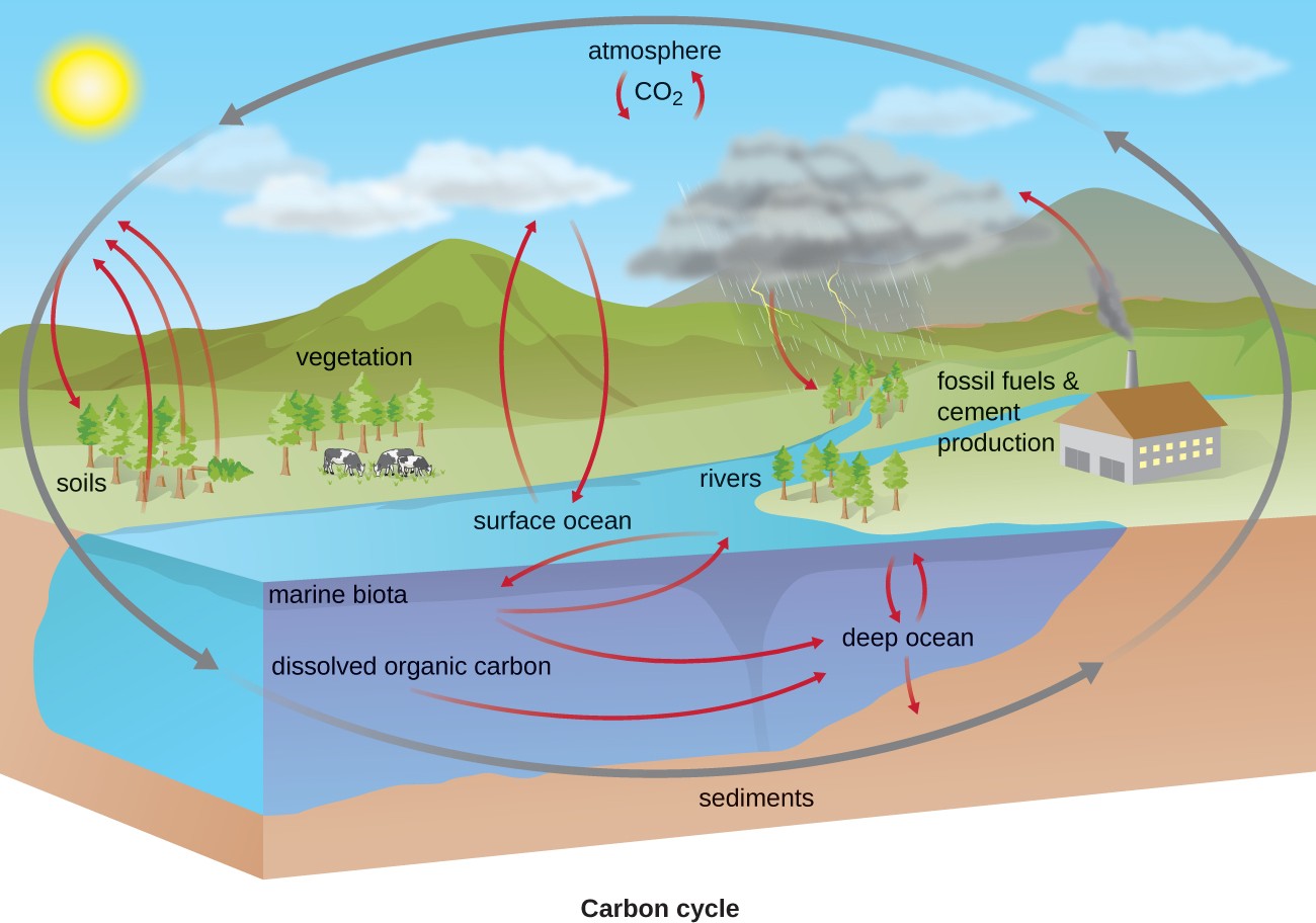 illustration of the carbon cycle with sky, clouds, mountains, trees, rivers, factory and ocean.
