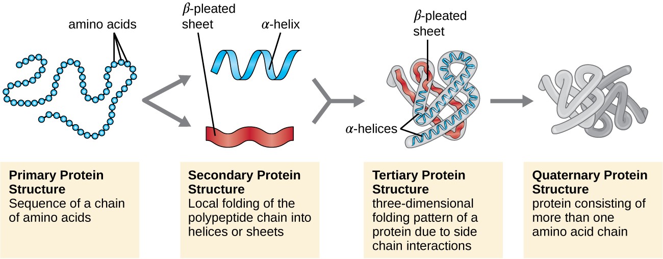 download free primary structure of protein