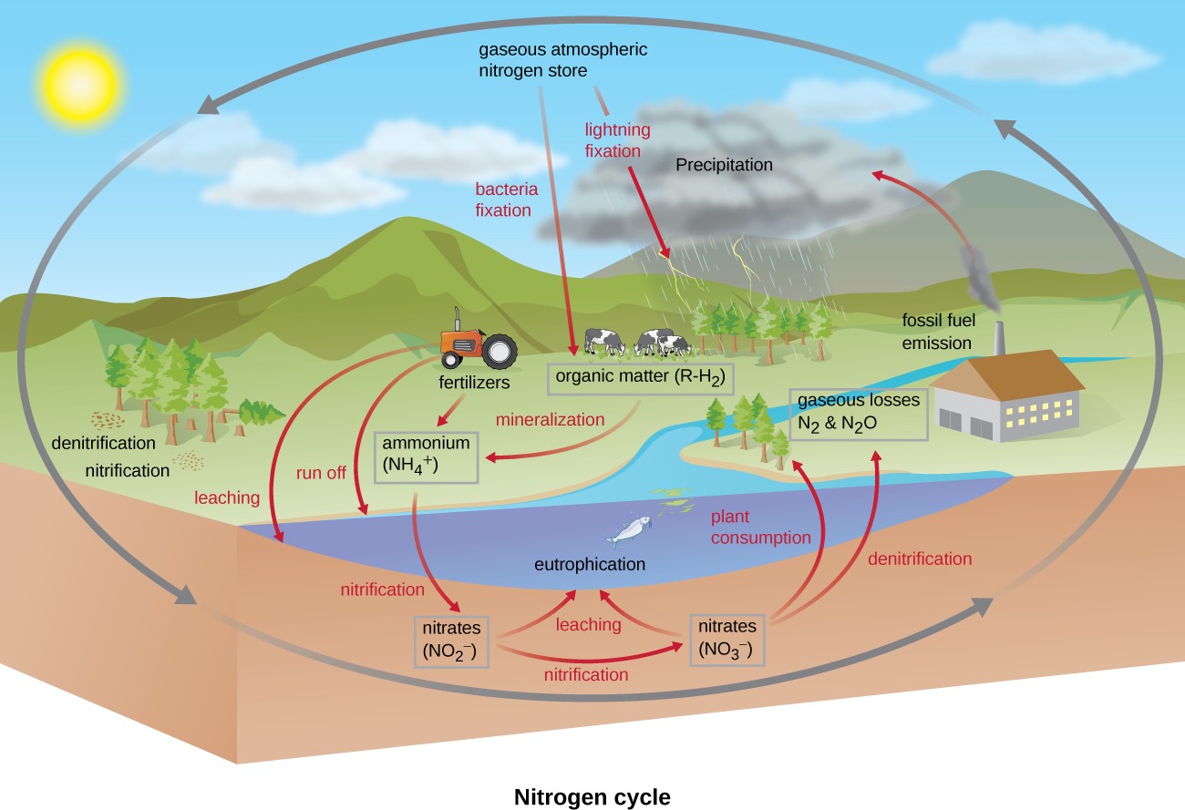 Illustration of the nitrogen cycle which is the same as the carbon cycle, but with agricultural aspects added.
