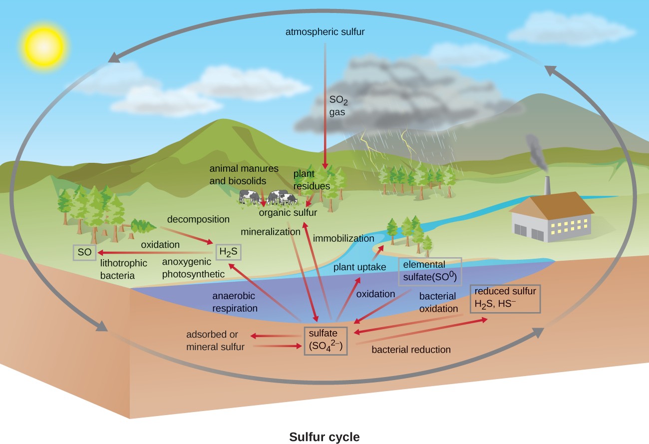 illustration of the sulfur cycle which is the same previous image but with sulfur components added