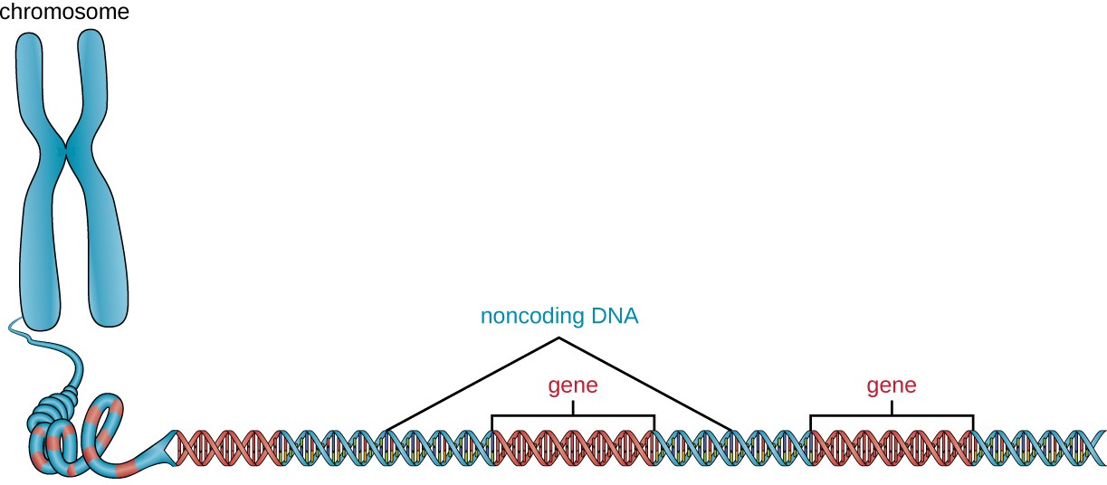 A chromosome drawn as an X shape. As the strand unravels we see that it is a long double helix with genes interspersed with noncoding regions.